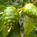 Manfaat Daun Mengkudu