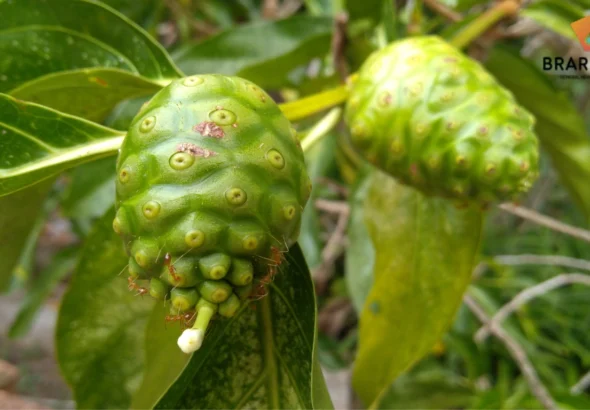 Manfaat Daun Mengkudu