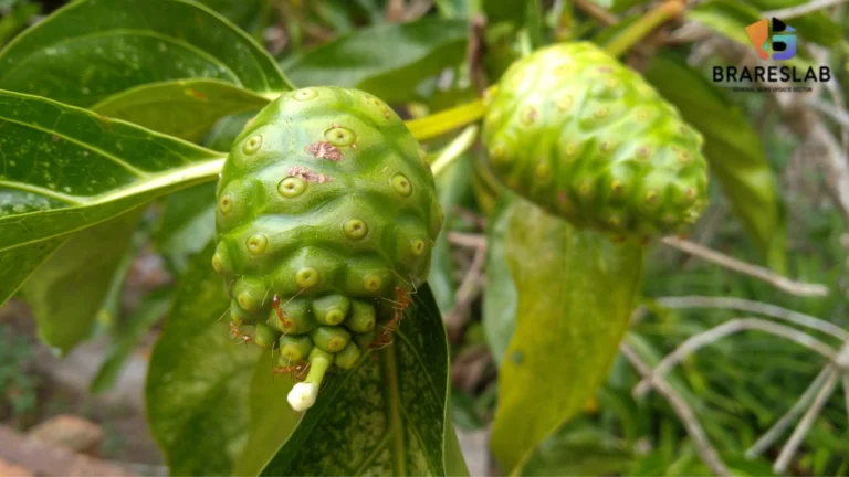 Manfaat Daun Mengkudu