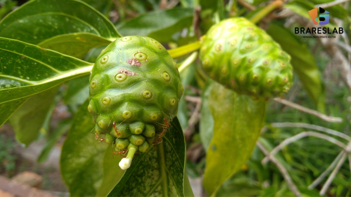 Manfaat Daun Mengkudu