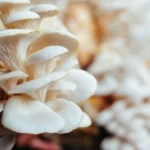 Budidaya Jamur Tiram