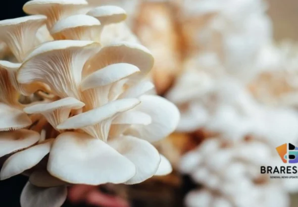 Budidaya Jamur Tiram