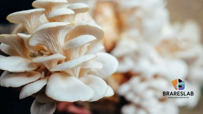 Budidaya Jamur Tiram