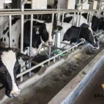 Perternakan Sapi Perah