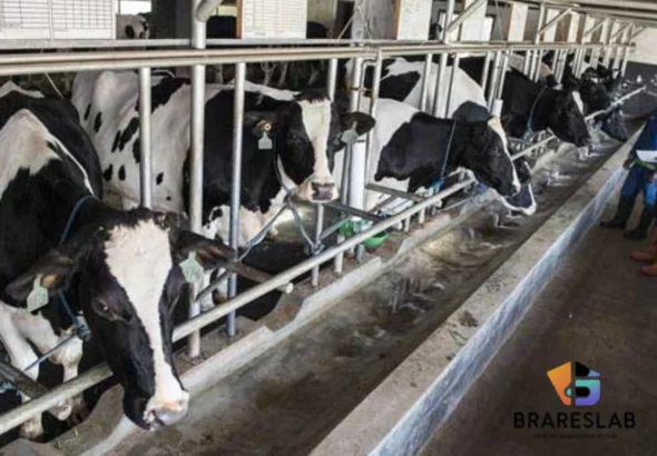 Perternakan Sapi Perah