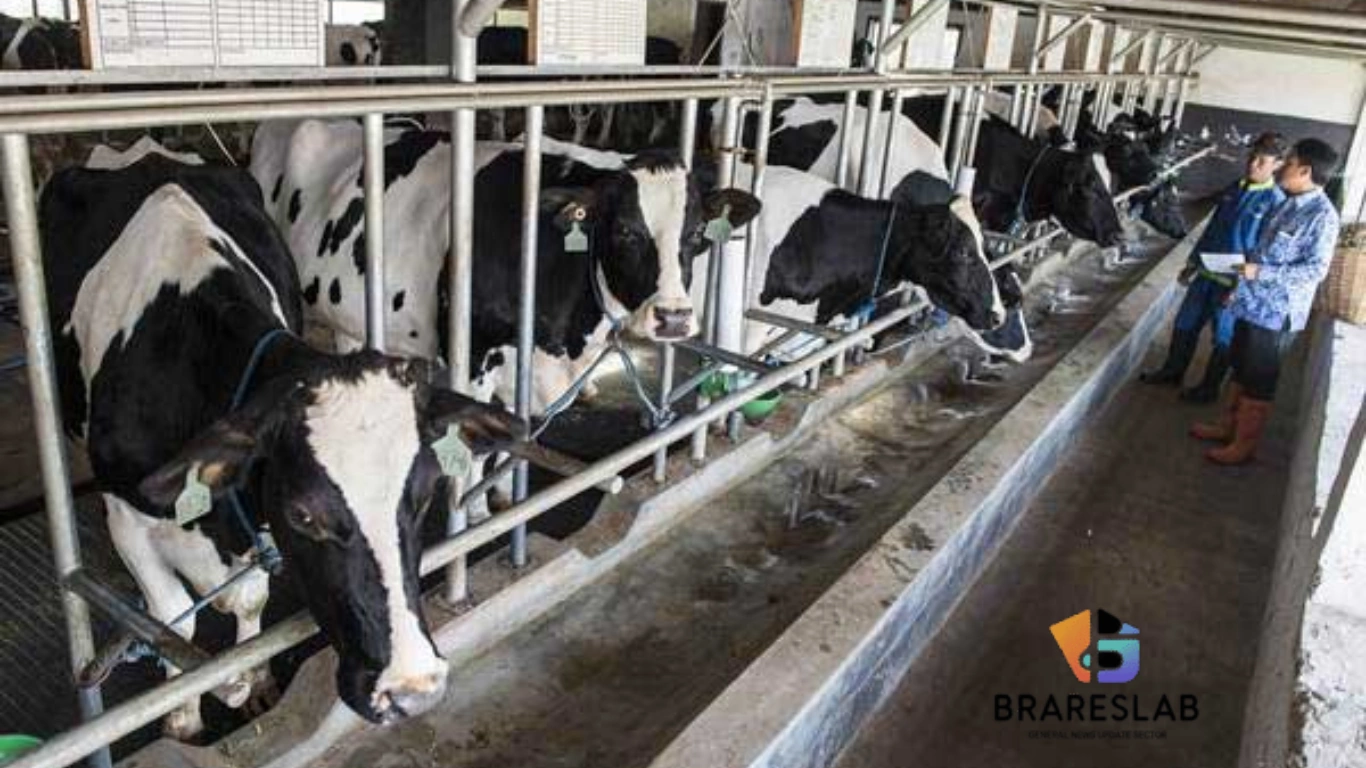 Perternakan Sapi Perah